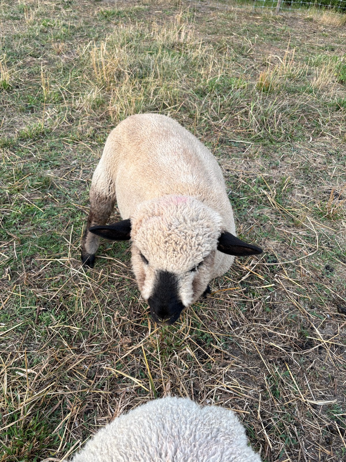 Flamme de bélier noire, Mâle, Mouton