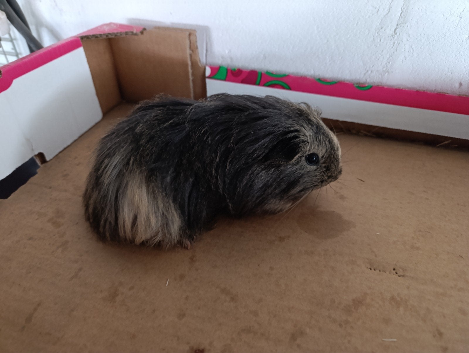 cavia, Dieren en Toebehoren, Knaagdieren, Mei, Cavia