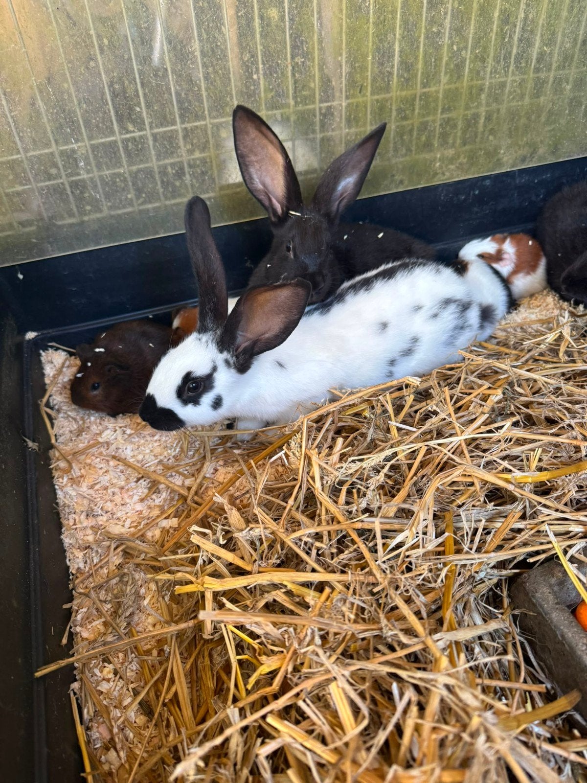 Konijnen jongen, Plusieurs animaux, Grand, 0 à 2 ans