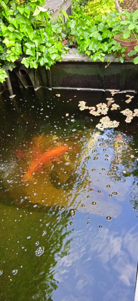 Vijvervissen kois graskars en zeelt, Karper of Koi