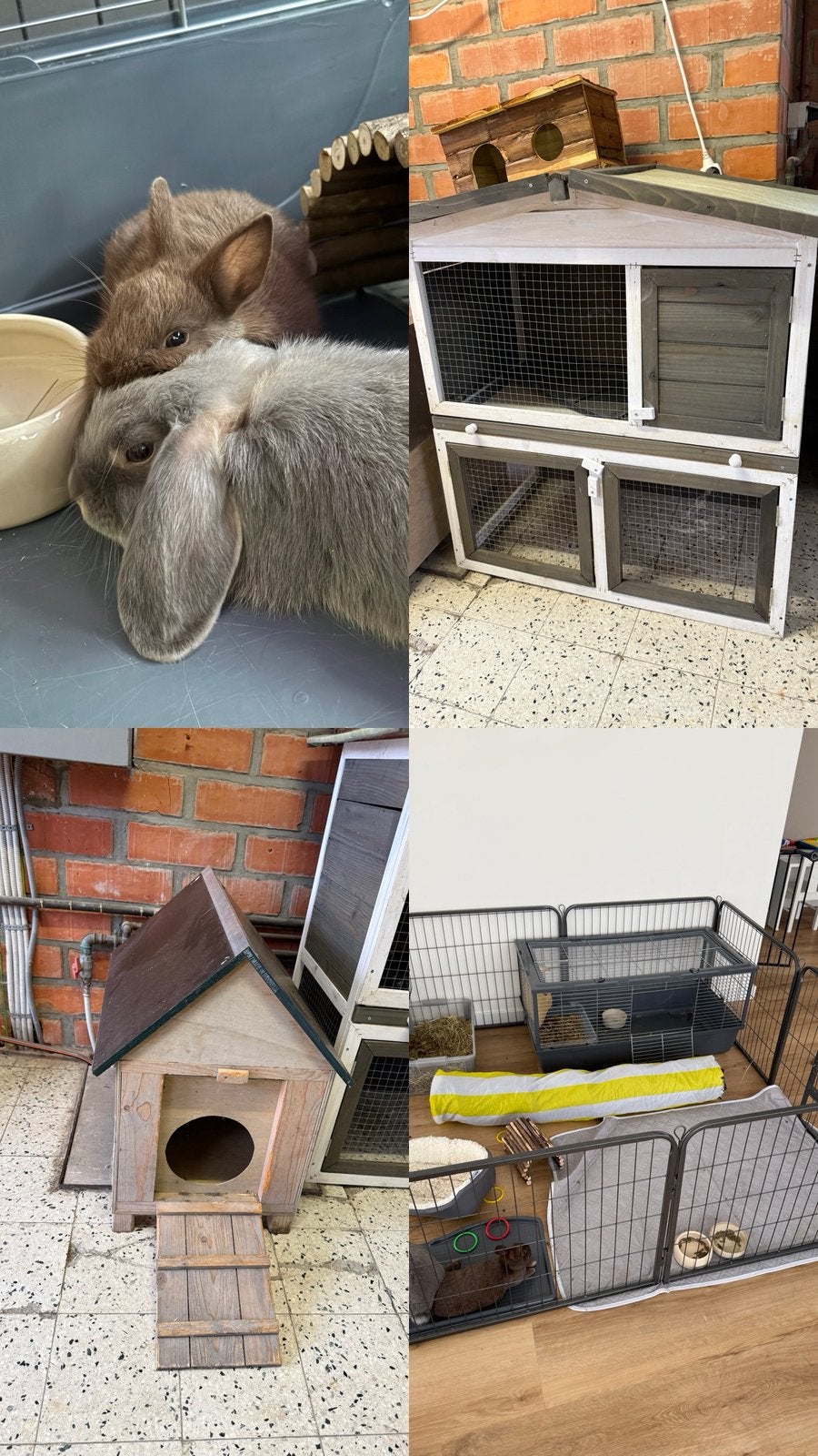 Flappie & Brownie zoeken samen een nieuw, liefdevol thuis