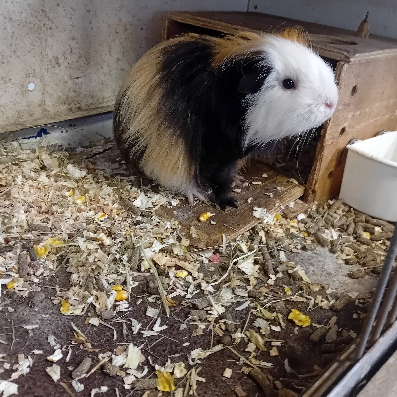Cavia zeugje, Mai, Femelle, Cobaye