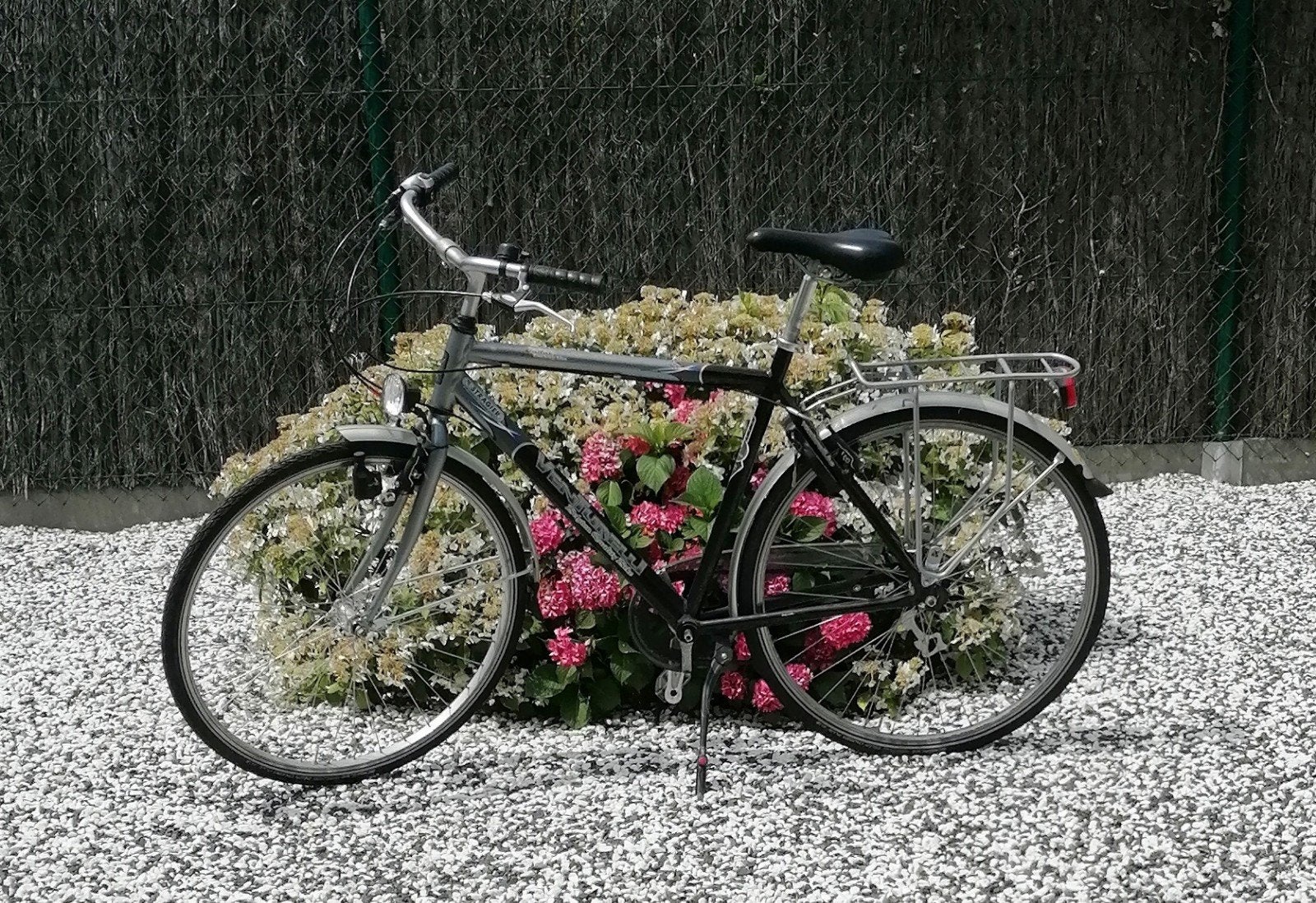 Venturelli herenfiets, Fietsen en Brommers, Ophalen
