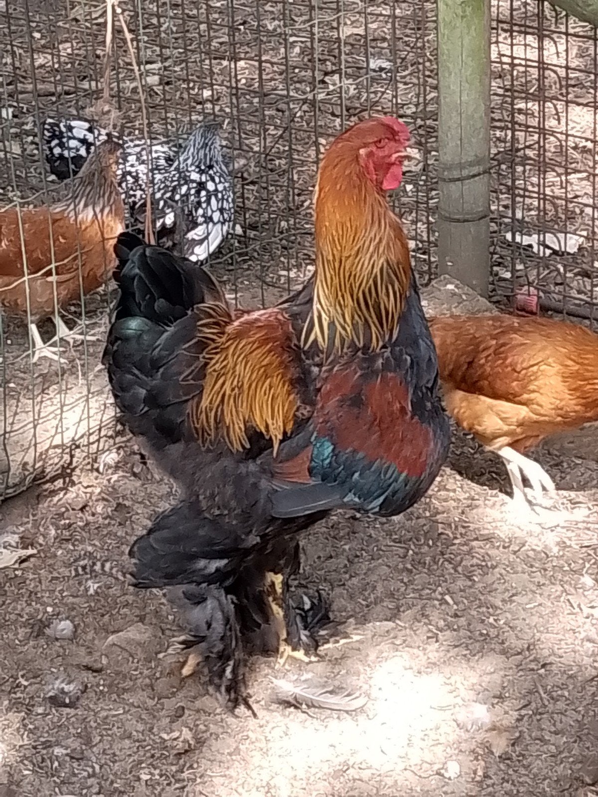 Brahma goudpartrijs haan, Dieren en Toebehoren, Pluimvee
