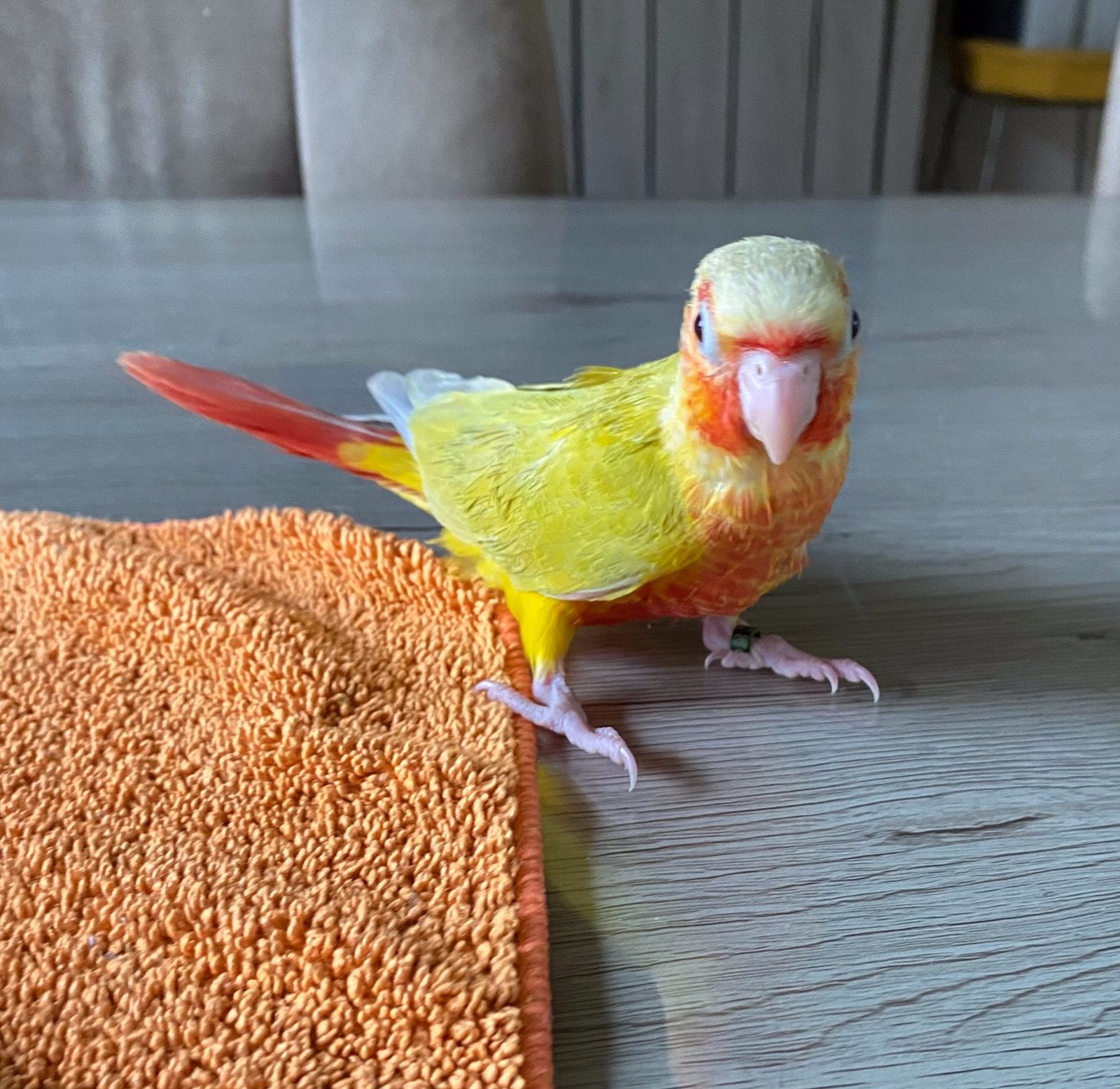 Handtamme Pyrrhuras, Dieren en Toebehoren, Vogels | Parkieten en Papegaaien, Mannelijk, Papegaai, Pratend