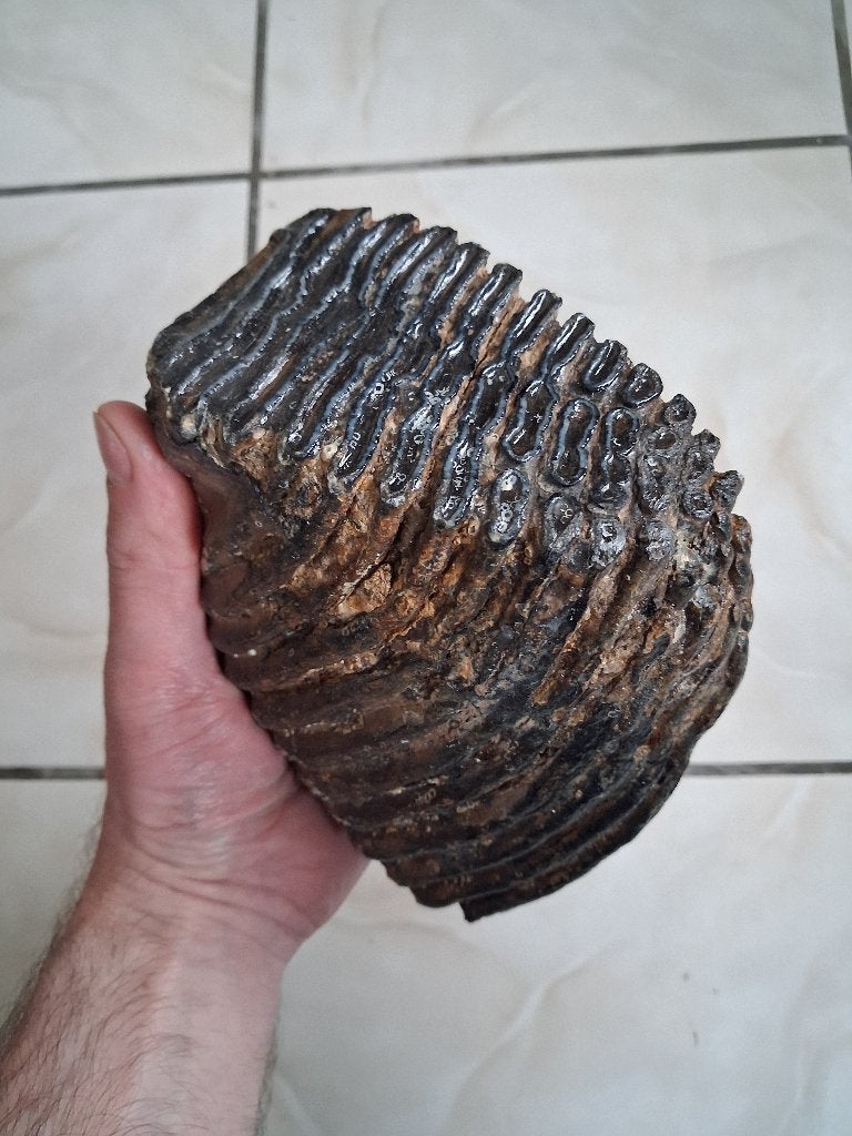 Dent de mammouth, Collections, Enlèvement ou Envoi, Fossile