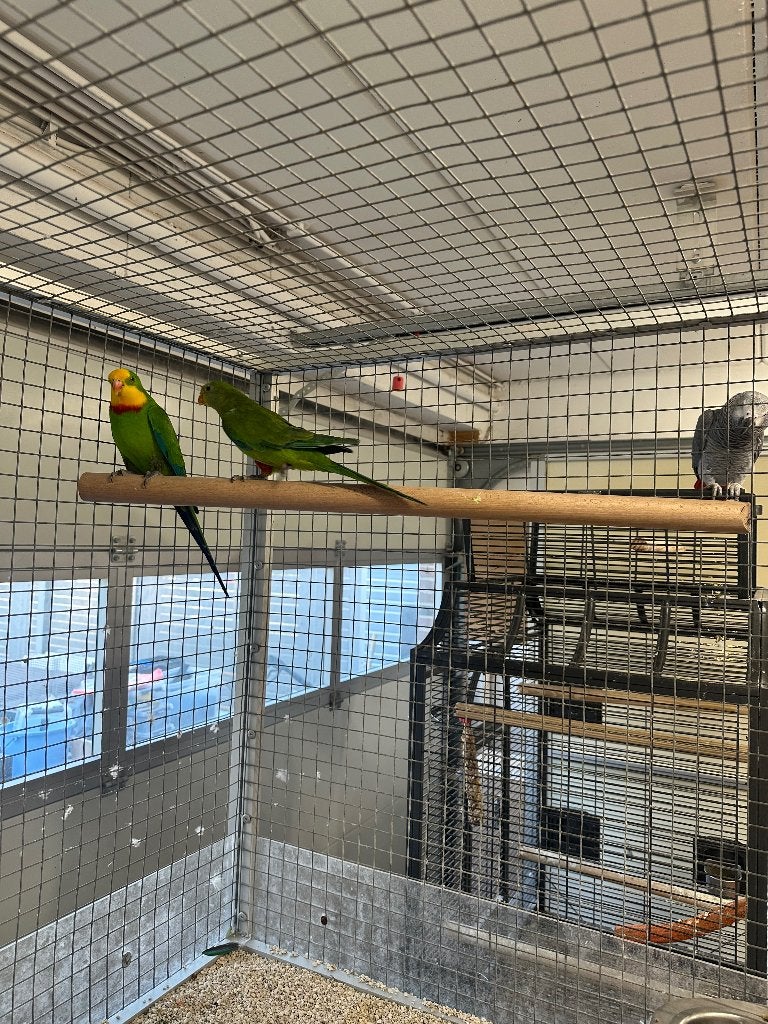 4 koppels baraban/ grijskop edelparkiet/rozella/bleekkop, Dieren en Toebehoren, Vogels | Duiven