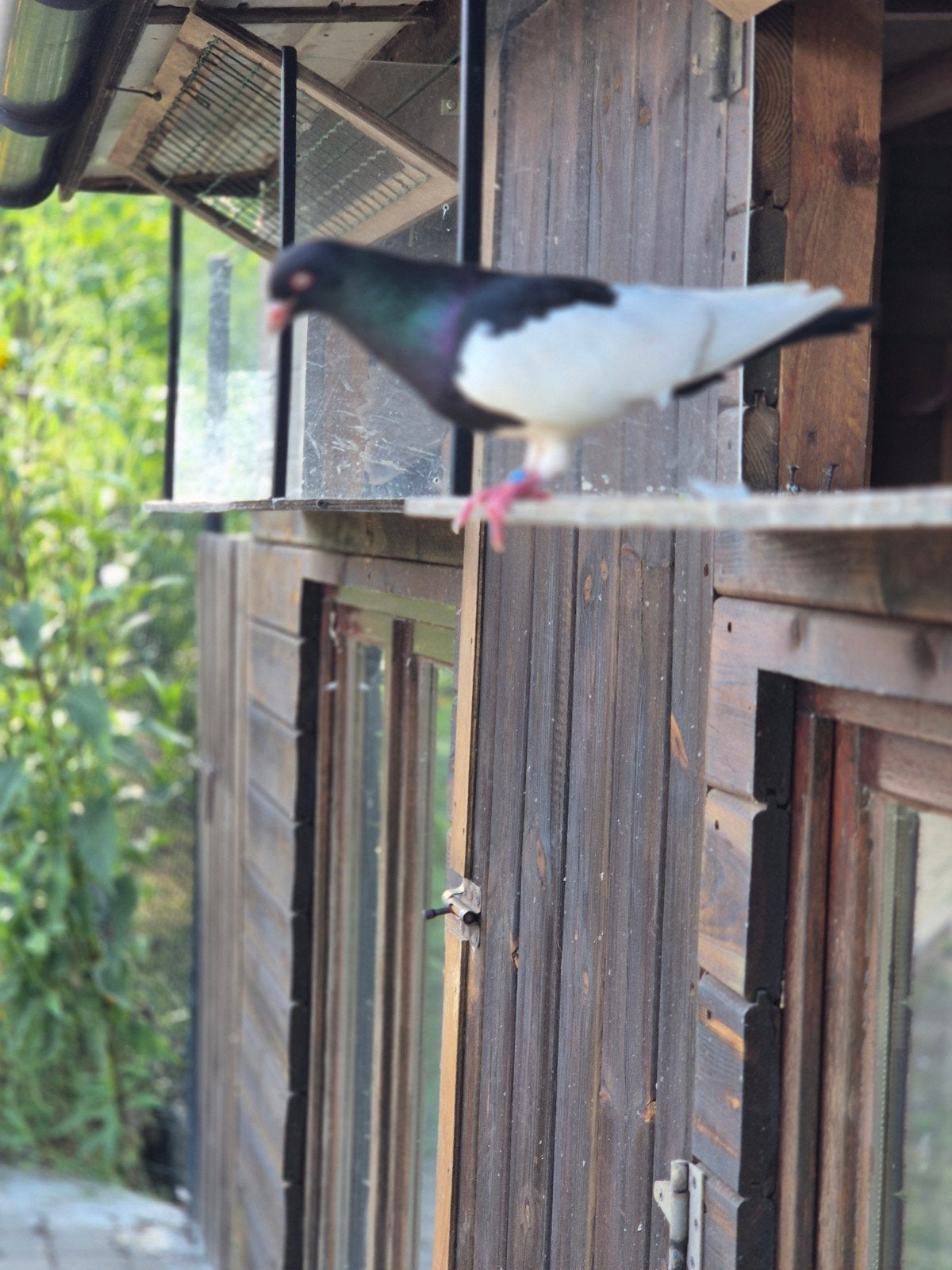 te koop mooie jonge ekstertuimelaars, Dieren en Toebehoren, Vogels | Duiven