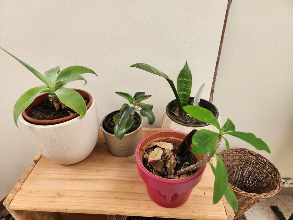 Kleine kamerplantjes, Ophalen