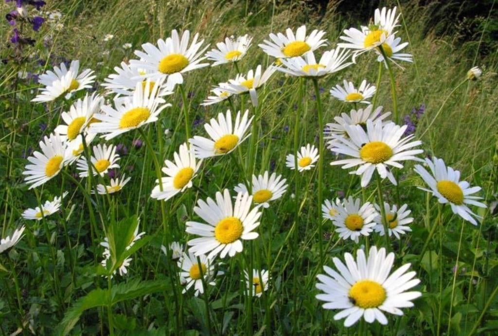 margriet/leucanthemum vaste plant 2€ en 4€, Tuin en Terras, Ophalen, Vaste plant, Halfschaduw