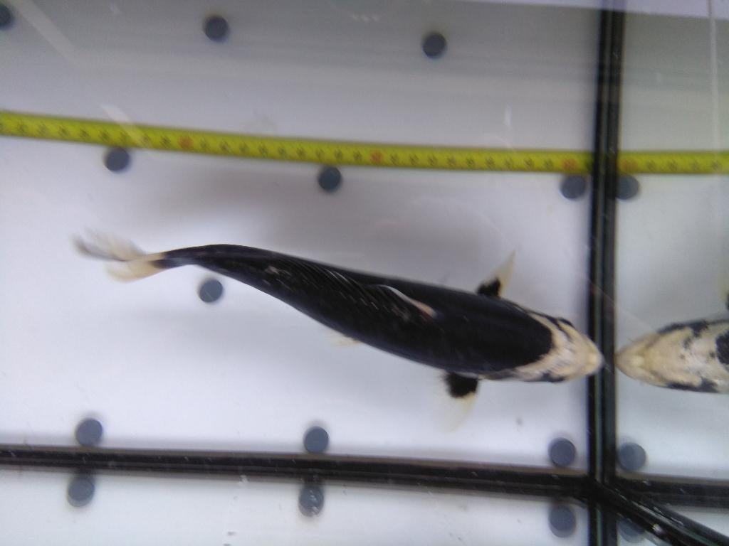 japanse koi's, Dieren en Toebehoren, Vissen | Vijvervissen