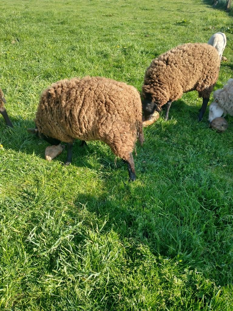 Te koop 4 jonge bokken bieden vanaf 325€ stuk 10 en 11maand, Dieren en Toebehoren, Schapen, Geiten en Varkens