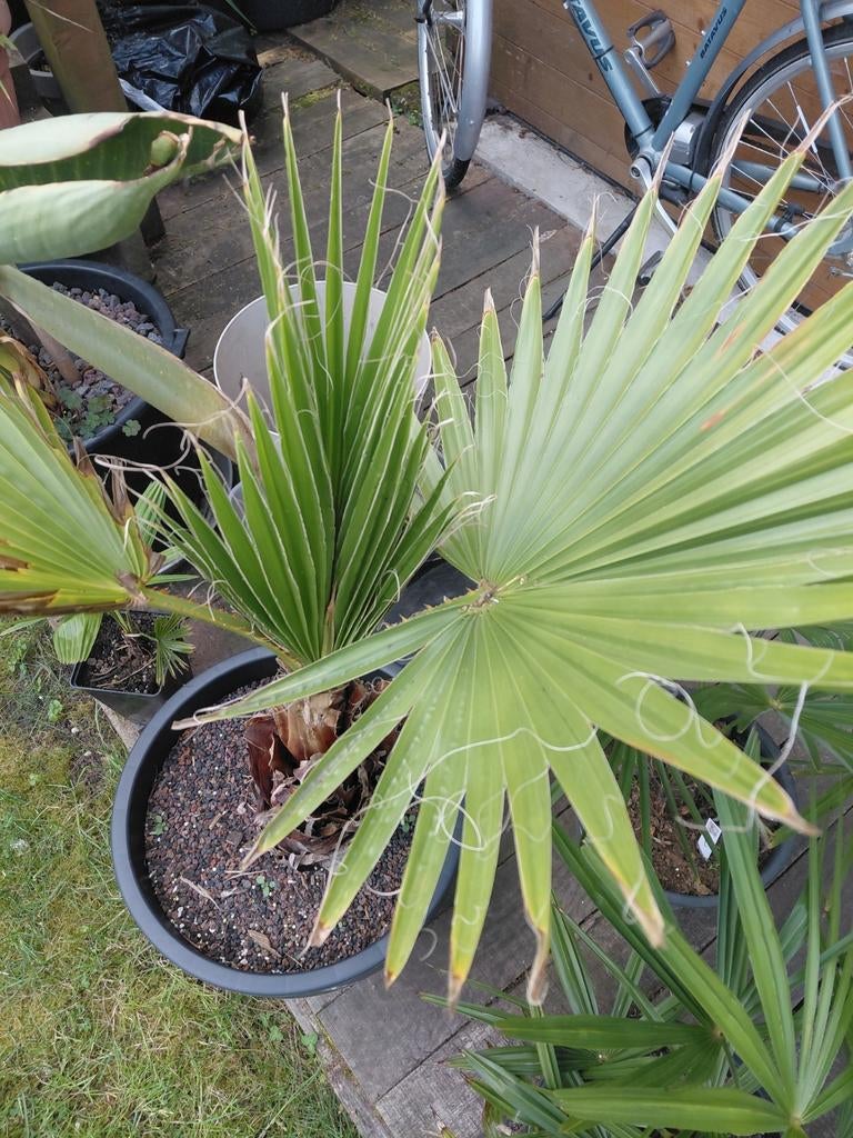 Washingtonia Robusta, Tuin en Terras, Ophalen