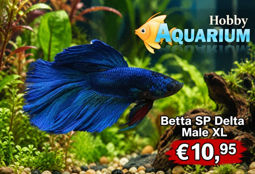 Hobbyaquarium Betta SP Super Delta XL Male / man, Dieren en Toebehoren, Vis, Zoetwatervis