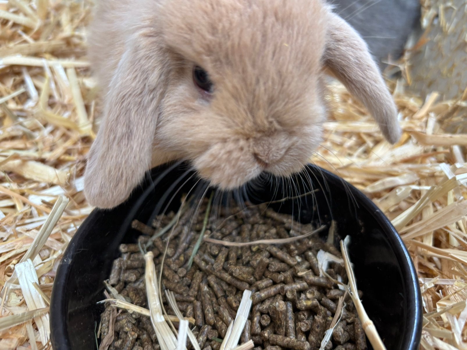 Minilop  zeer kleintjes , nog enkele wees snel, Dieren en Toebehoren, Konijnen, Meerdere dieren, Dwerg, Hangoor, 0 tot 2 jaar