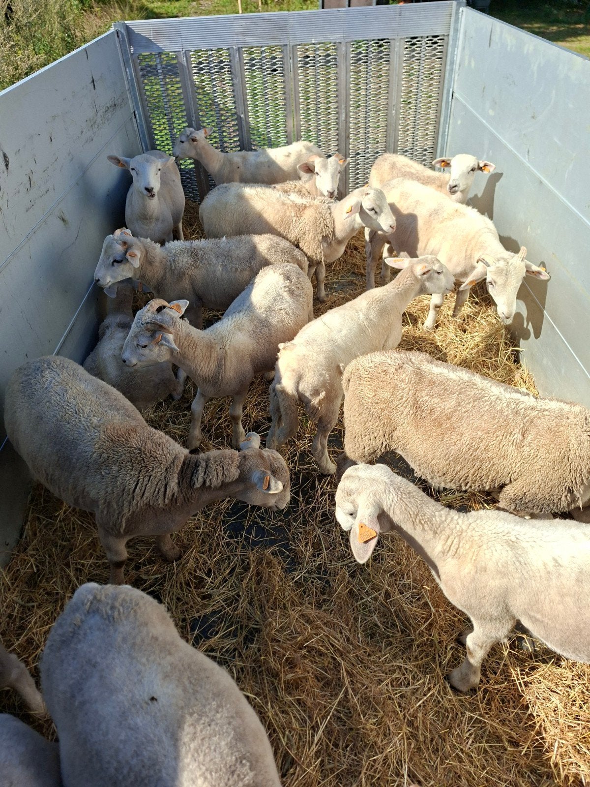 Lammeren te koop easy care x wilthire horn ruischapen, Dieren en Toebehoren