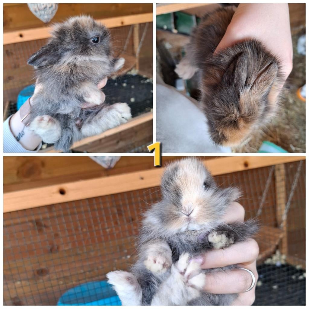 5 dwergkonijntjes zoeken een nieuwe thuis, Dieren en Toebehoren, Dwerg