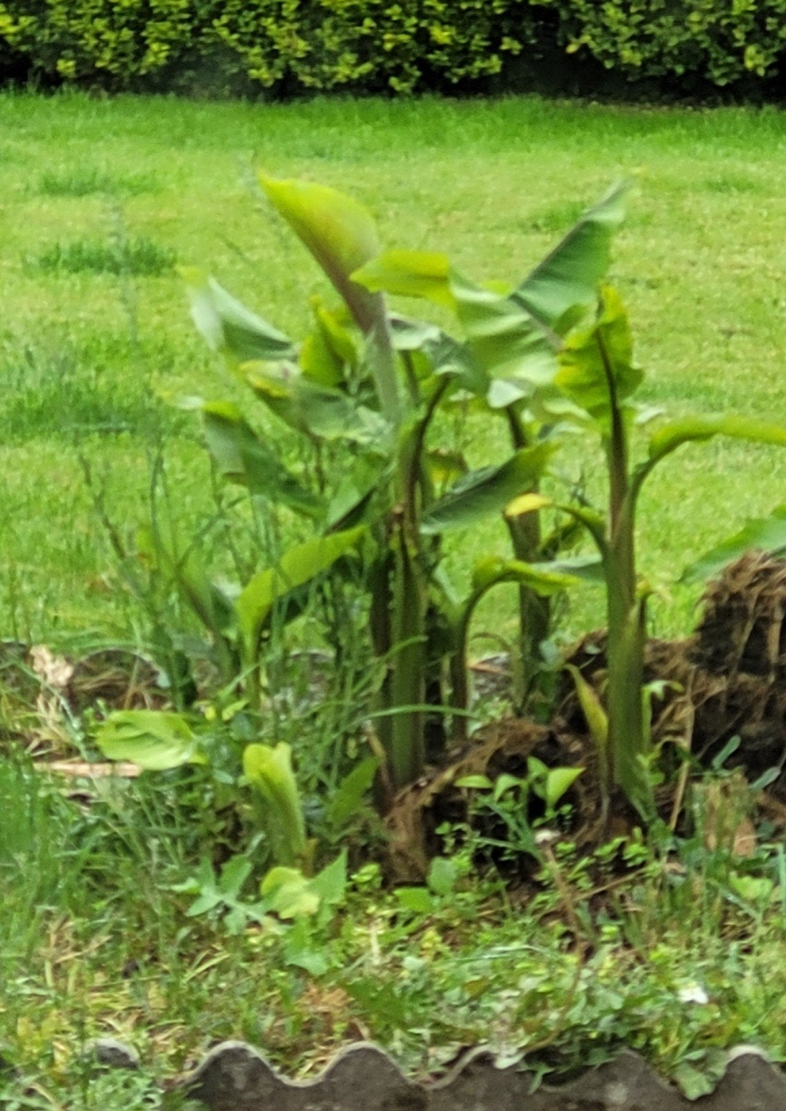 Bananiers, Jardin & Terrasse, Bulbes & Semences, Enlèvement