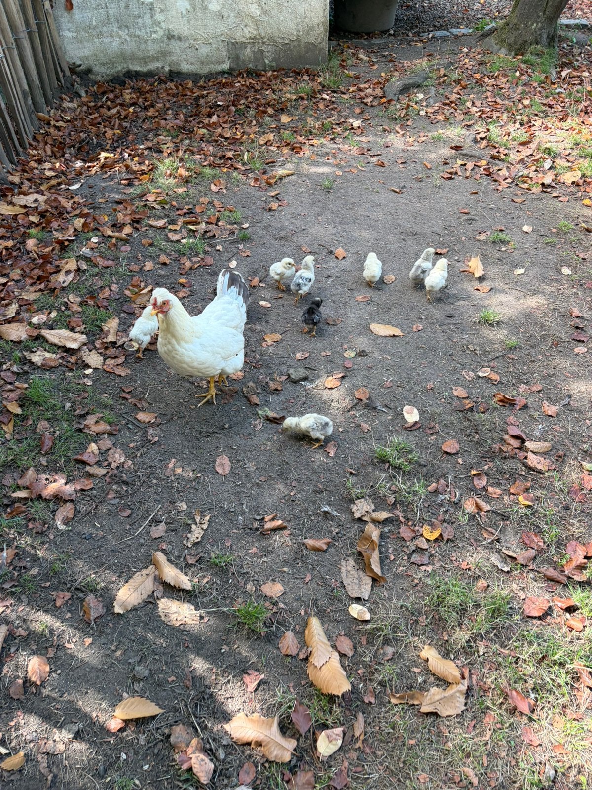 Poulet aux poussins, Animaux & Accessoires, Poule ou poulet