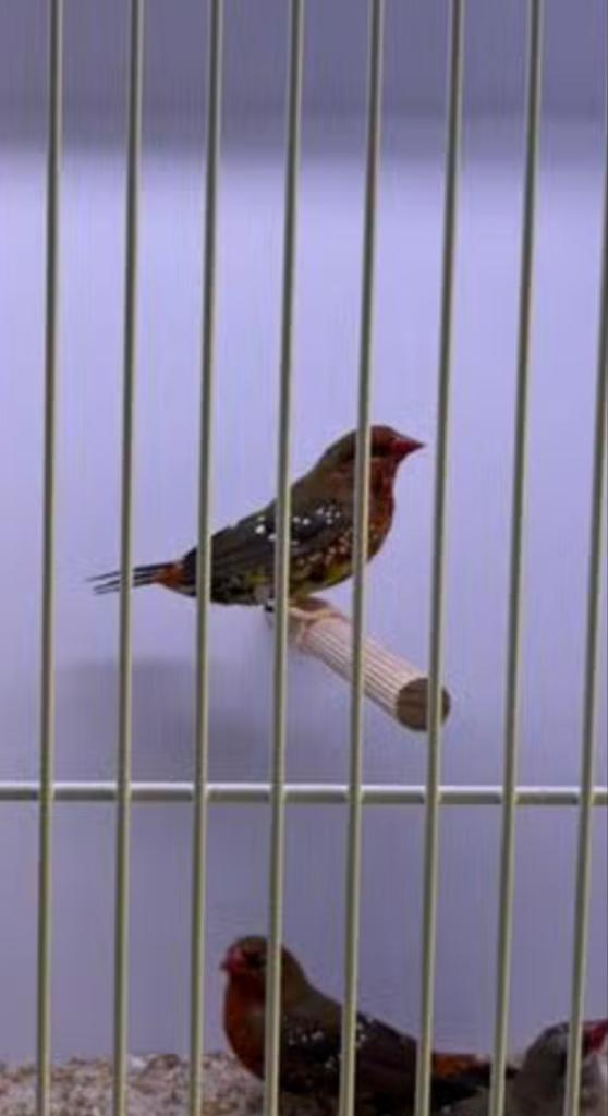 Tigervink, Dieren en Toebehoren