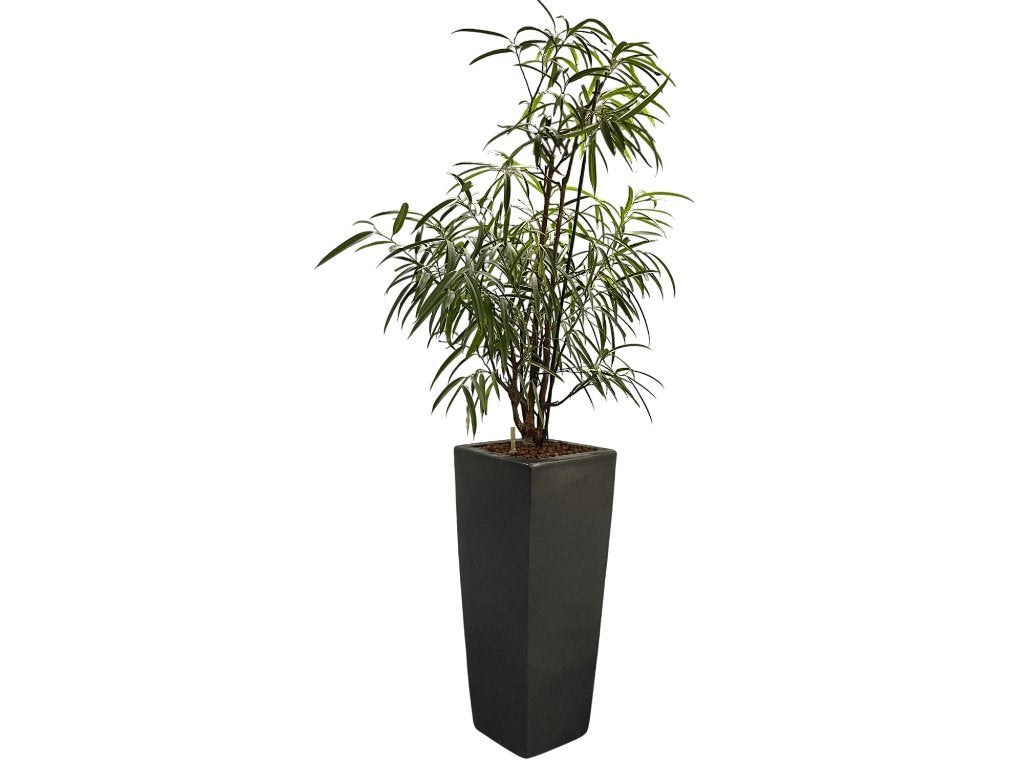 Plantenbak (inclusief plant) (230 cm hoog), Tuin en Terras, Ophalen of Verzenden