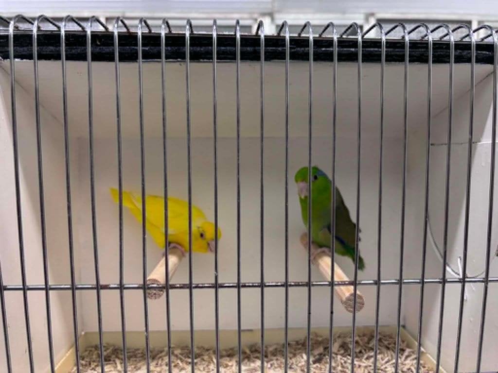 Koppel forpus coelestis, Animaux & Accessoires, Oiseaux | Perruches & Perroquets, Plusieurs animaux, Perruche, Bagué