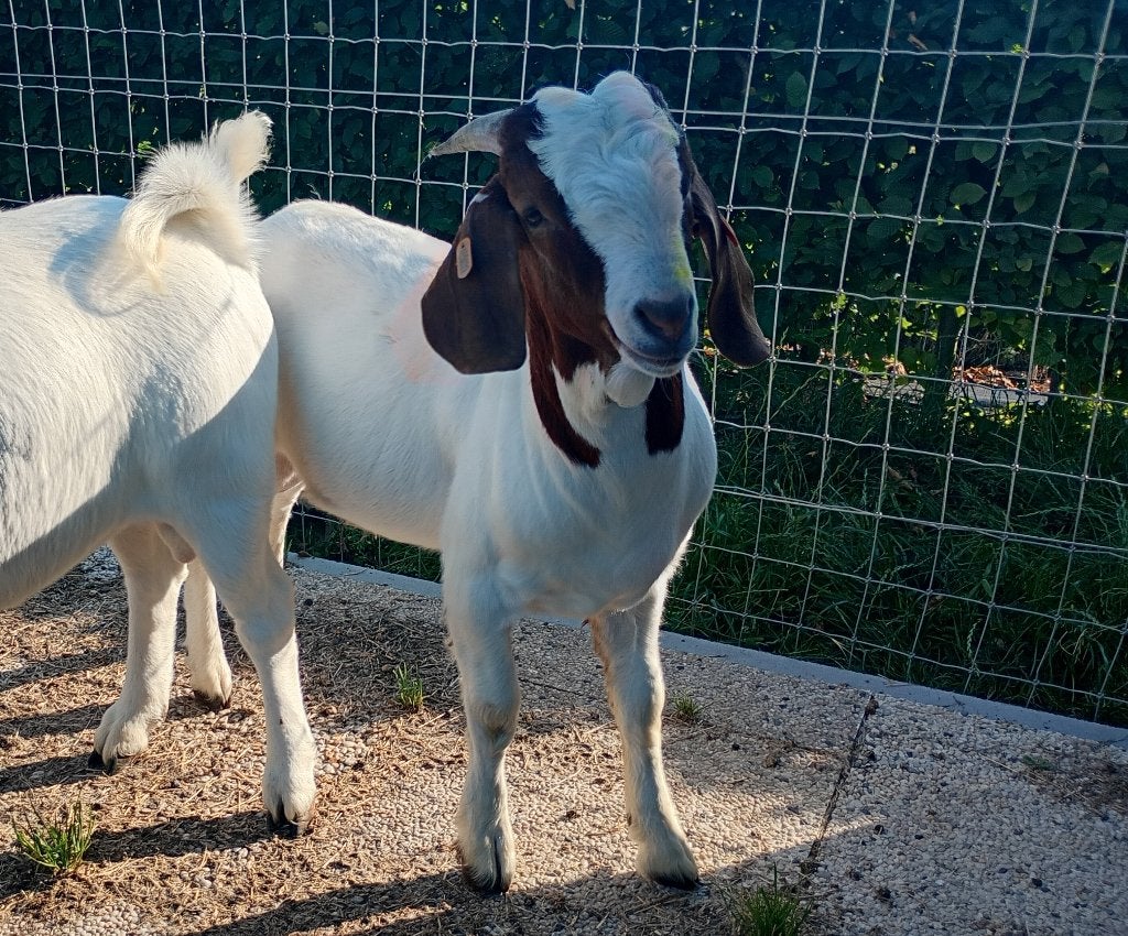 Boergeit met stamboek, Dieren en Toebehoren, Mannelijk, Geit, 0 tot 2 jaar