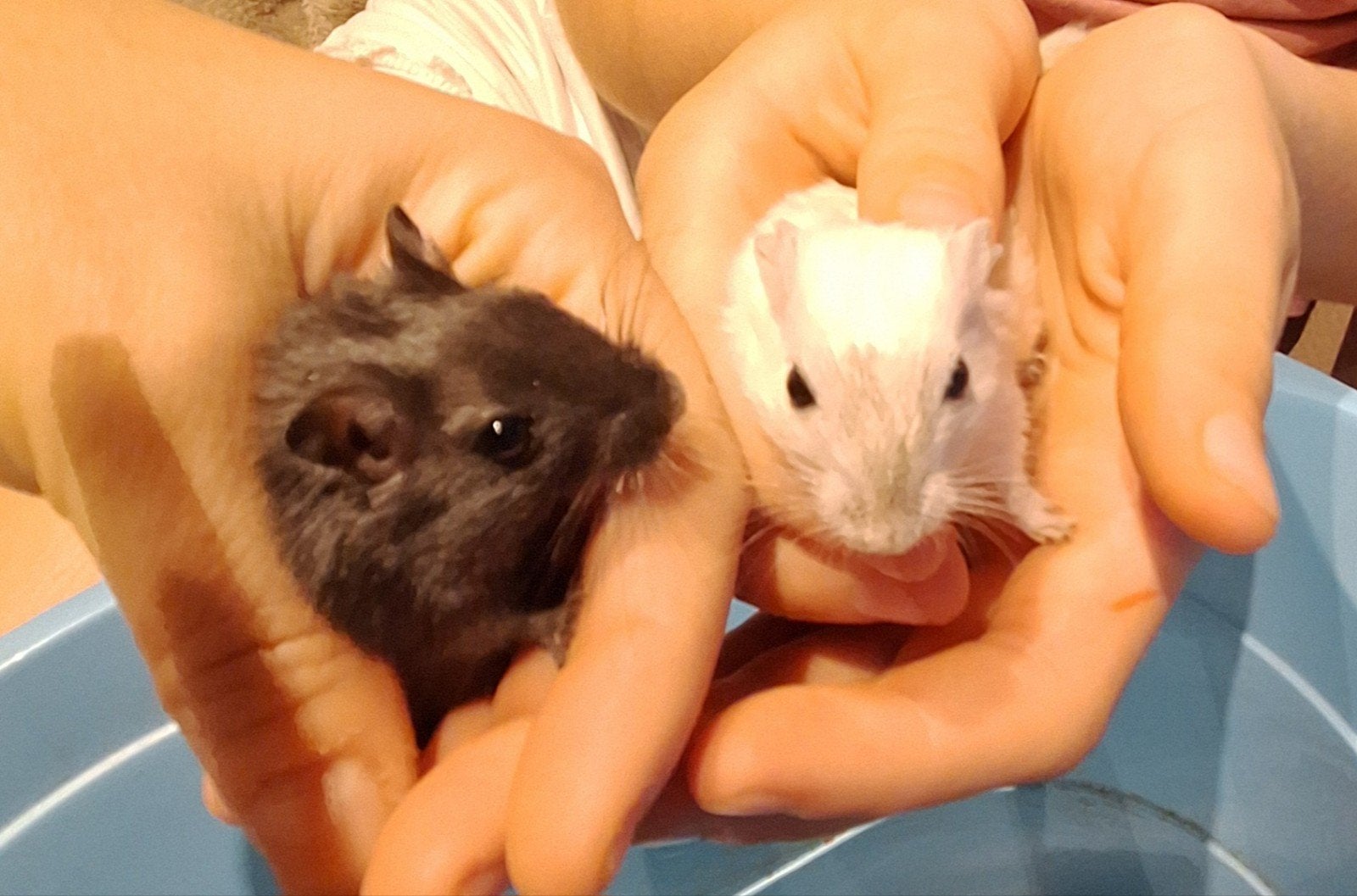 gerbils te koop (2 broertjes), Juillet