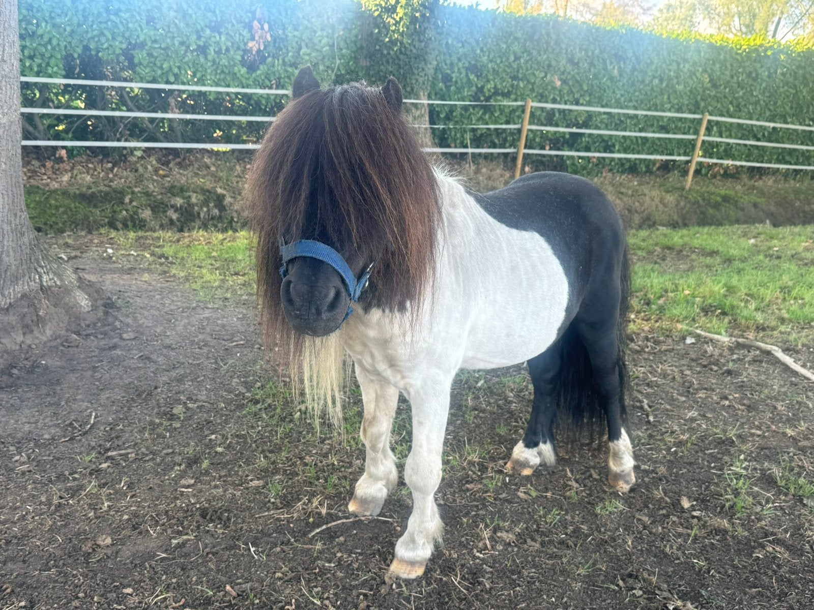 Hengst shetlander, Dieren en Toebehoren, Pony's, Hengst