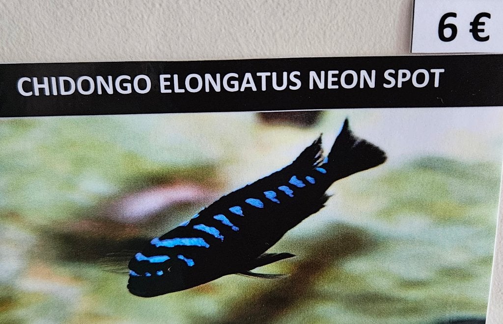 Cichlidés du Malawi à tache néon Chidonga elongatus, Poisson, Poisson d'eau douce