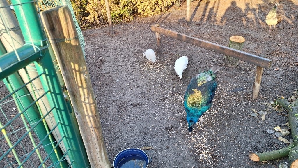 2 witte en 1 blauwe pauw, Dieren en Toebehoren, Geslacht onbekend