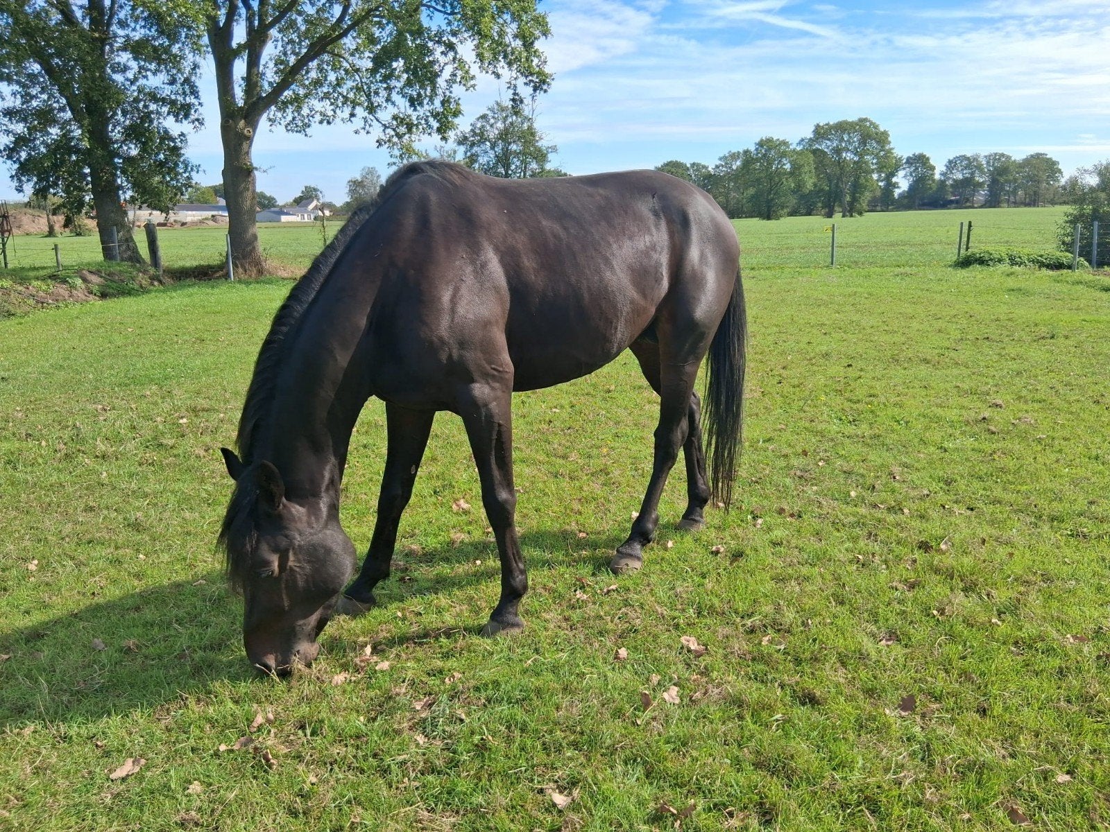 heel braaf rijpaard, Animaux & Accessoires, Cheval de récréation