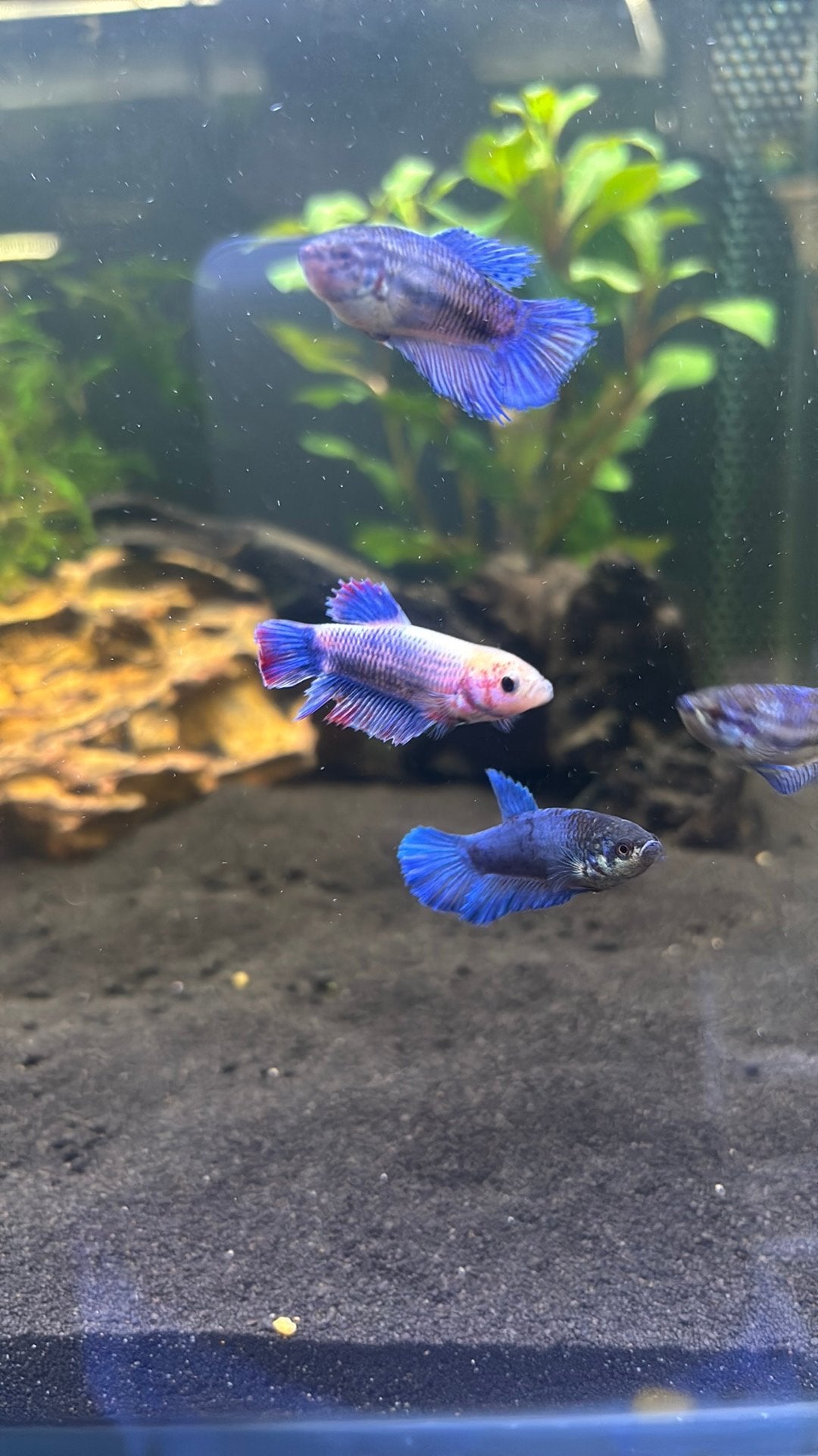 Vissen op voorraad, Dieren en Toebehoren, Vissen | Aquariumvissen, Vis, Zoetwatervis, Schoolvis