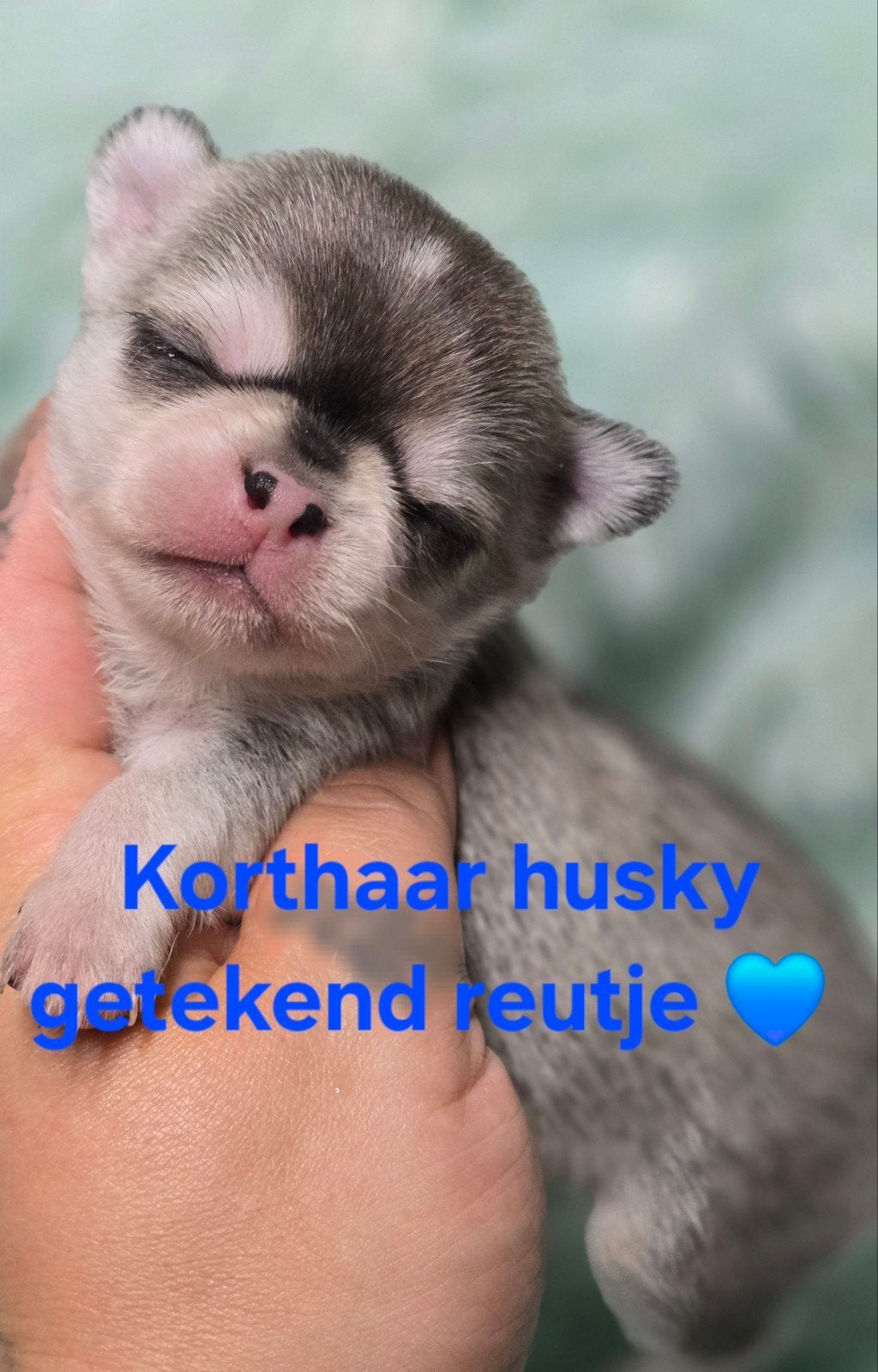 Prachtige lang en kortharige chihuahua pups, Animaux & Accessoires, Chiens | Chihuahuas & Chiens de compagnie, Belgique, 8 à 15 semaines
