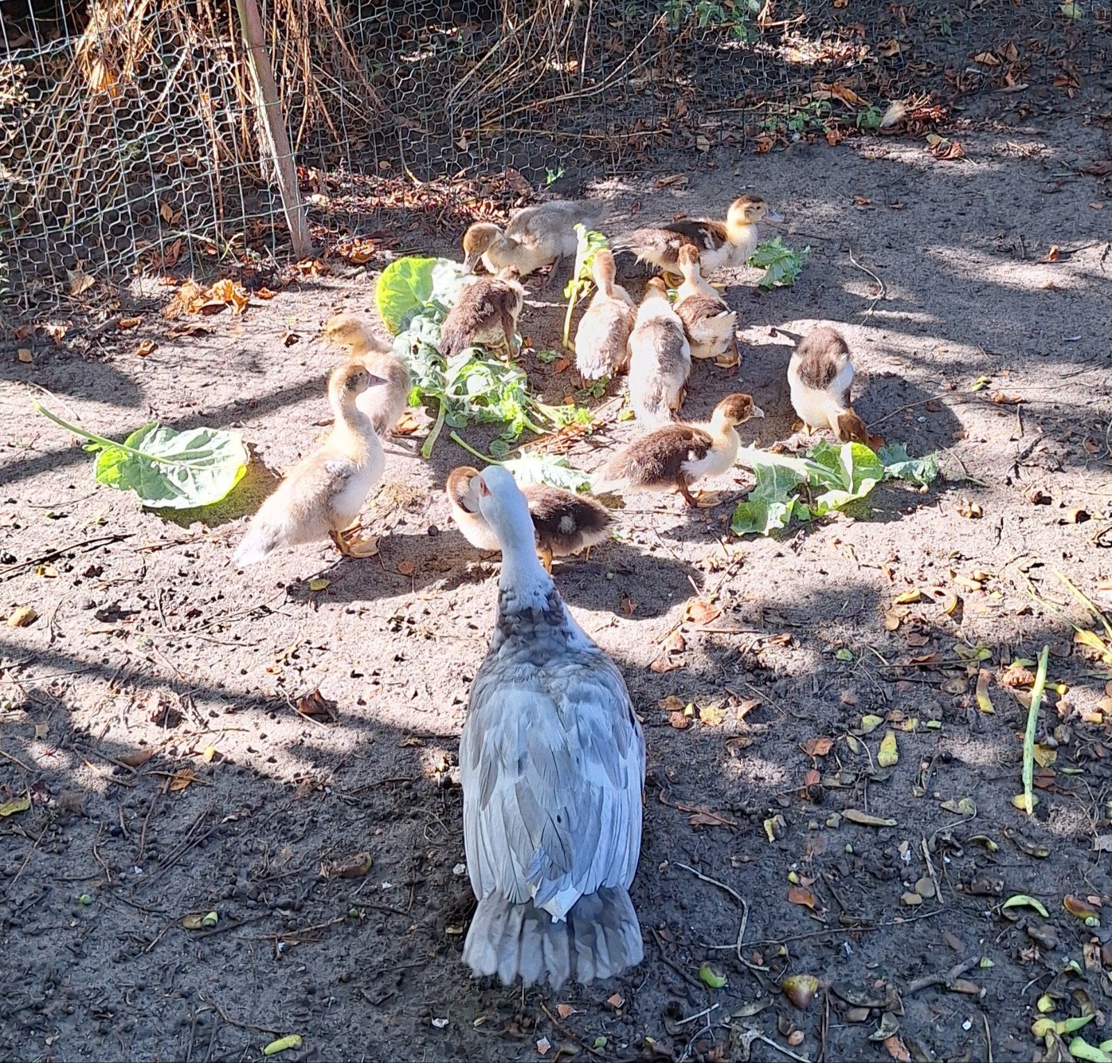 barberie eend  en 10 jongen, Canard