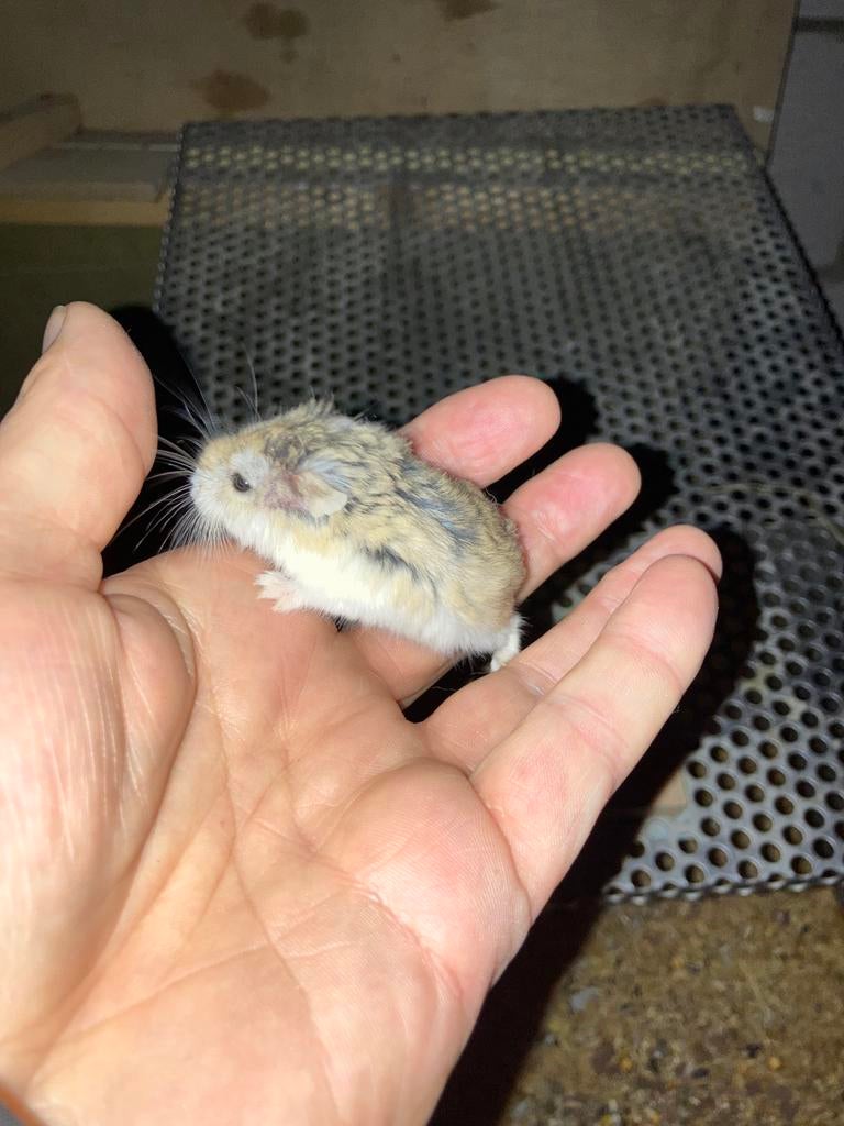 Dwerghamsters, Hamster, Mars, Domestique, Plusieurs animaux