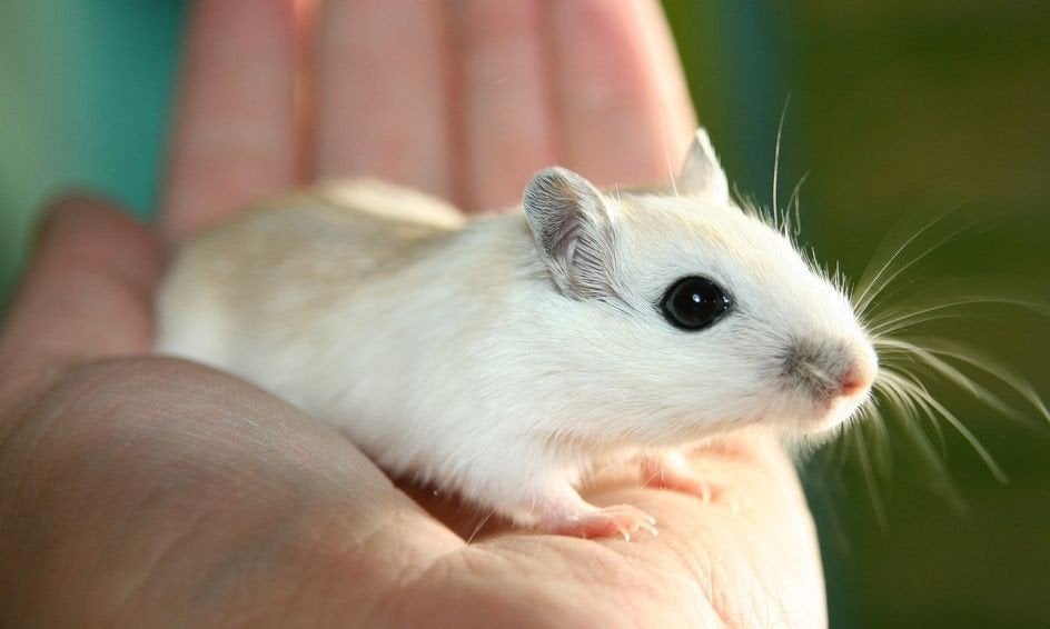 Gezocht: twee mannelijke gerbils/woestijnratten, Dieren en Toebehoren, April