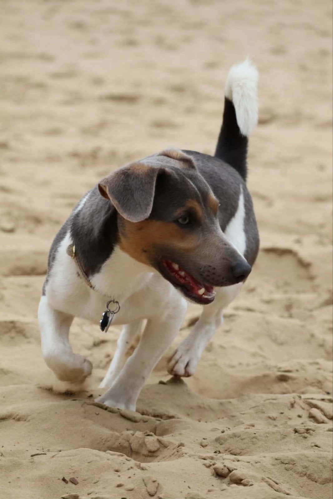 Jack Russel Dekreu, Animaux & Accessoires, 1 à 2 ans, Chien (mâle), Belgique, Éleveur | Loisir