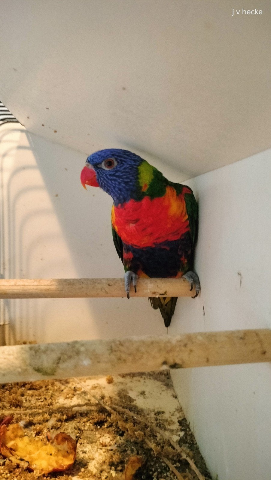 Lori van de blauwe bergen, Dieren en Toebehoren, Vogels | Parkieten en Papegaaien