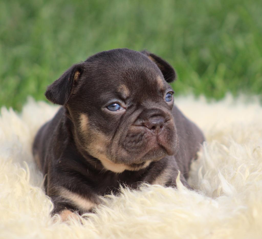 Franse Bulldog pups Choco-tan, Parvo, België, 8 tot 15 weken, Teef