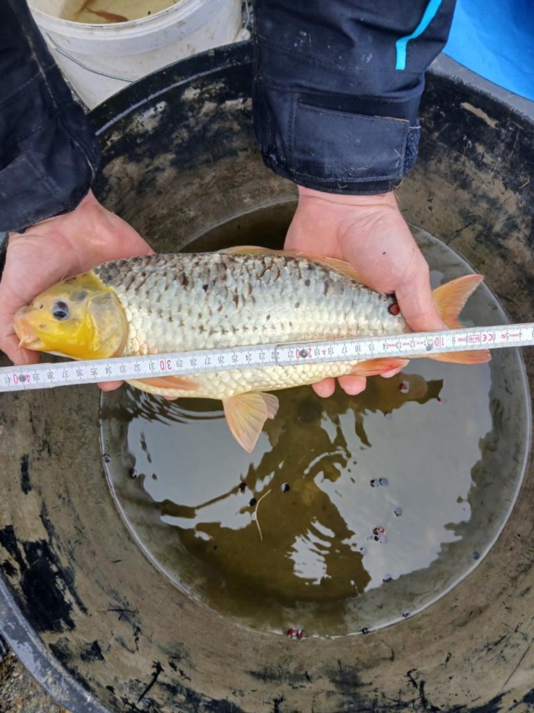 2 koi