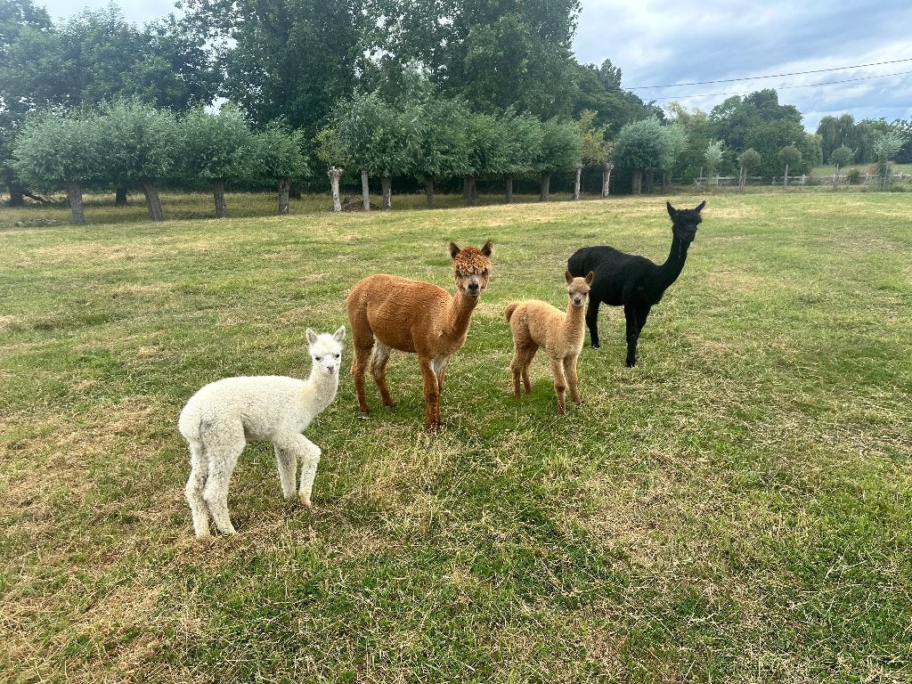 Alpaca’s, Dieren en Toebehoren