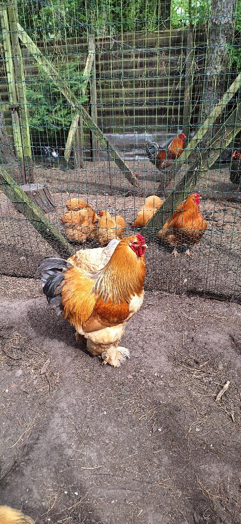 broedeieren brahma groothoenders