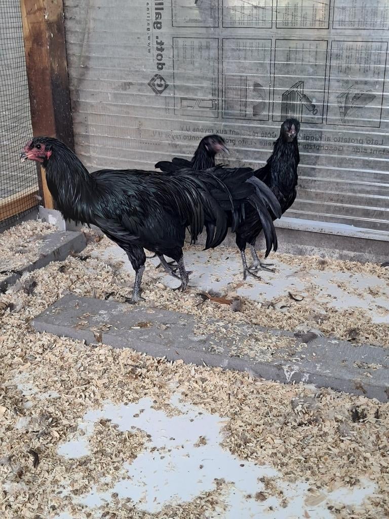 Trio zwarte sumatra, Dieren en Toebehoren, Meerdere dieren, Kip