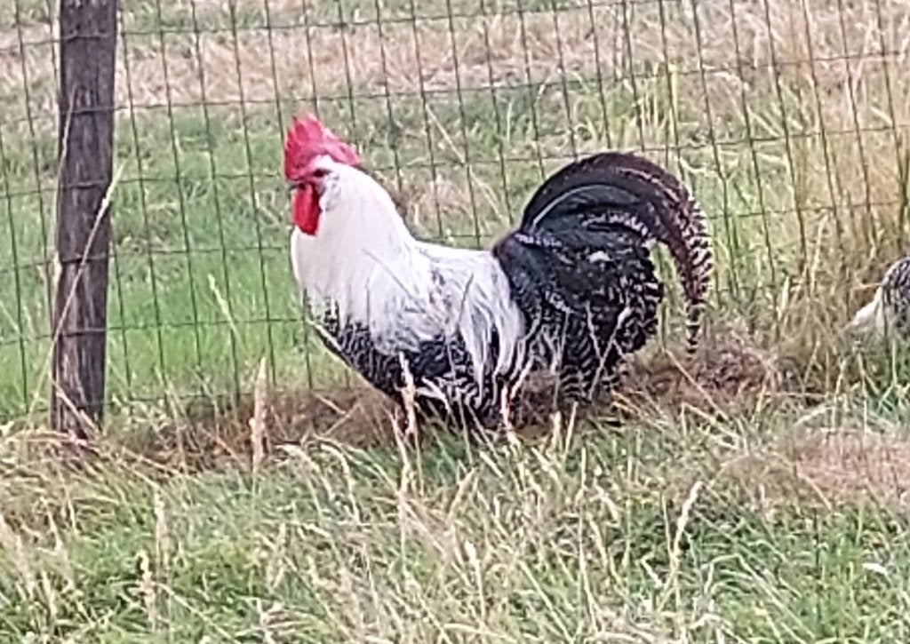 Brakelse haan, Dieren en Toebehoren, Pluimvee, Mannelijk, Kip
