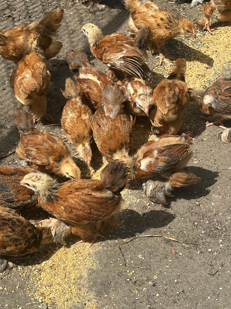 Brahma porcelein kuikens, Dieren en Toebehoren, Pluimvee