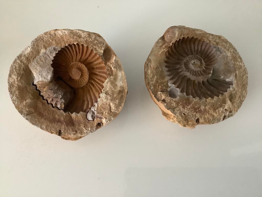 AMMONIET in steen, Verzamelen, Ophalen, Fossiel