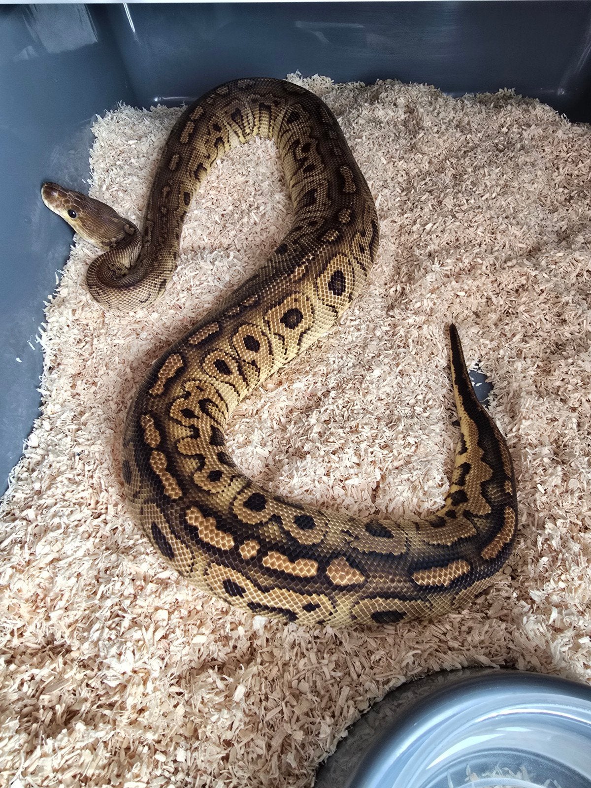 0.1 Black pastel hurricane clown, Serpent, Domestique, 0 à 2 ans
