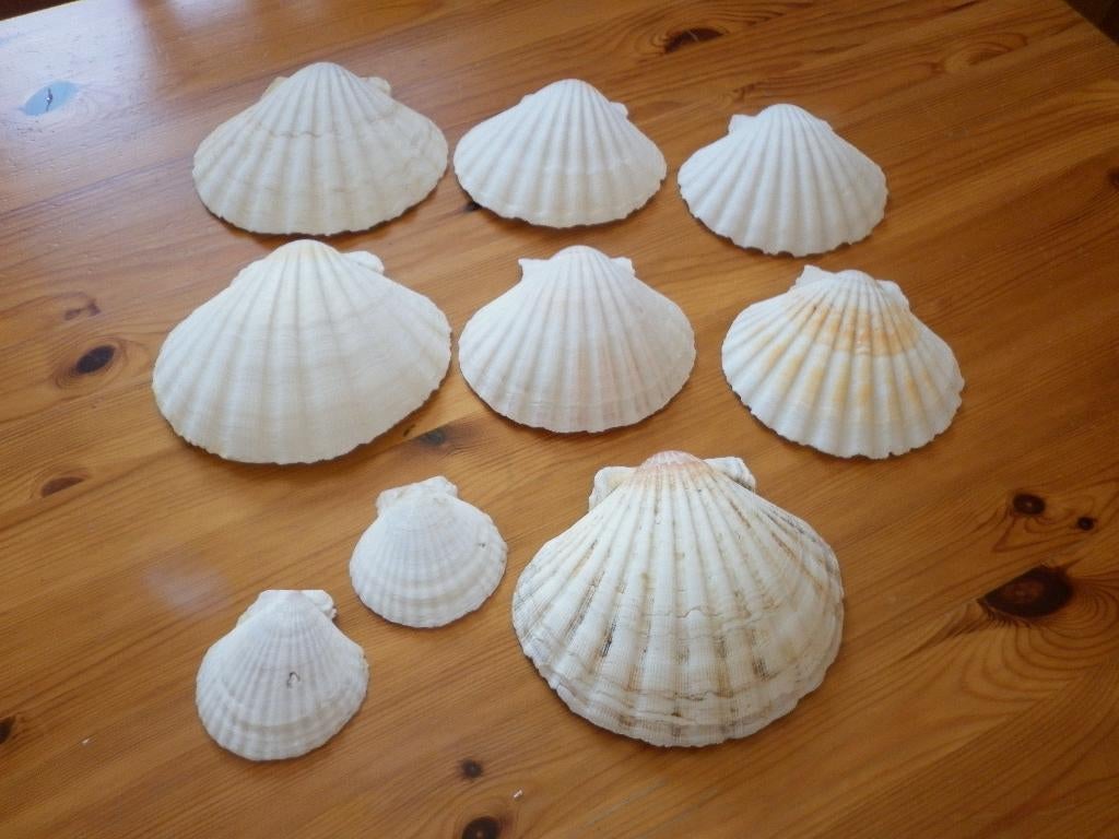 coquilles saint jacques, Maison & Meubles, Enlèvement ou Envoi, Comme neuf, Autres matériaux, Autres types