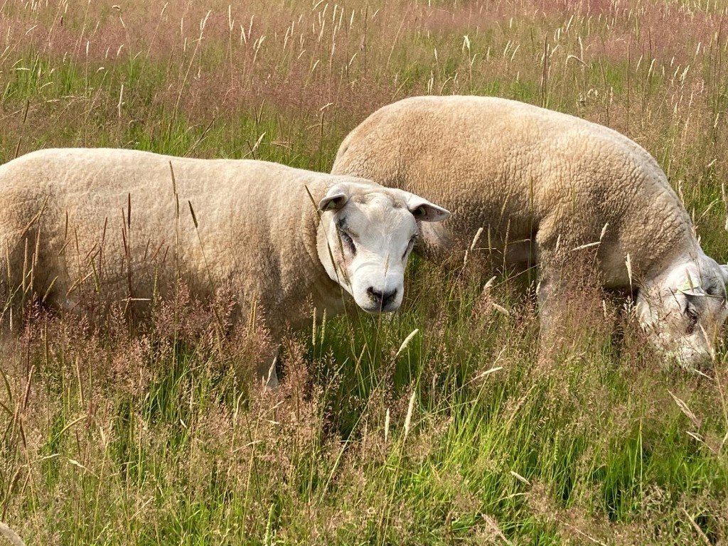 texel rammen, Dieren en Toebehoren, Schapen, Geiten en Varkens, Mannelijk, Schaap, 0 tot 2 jaar